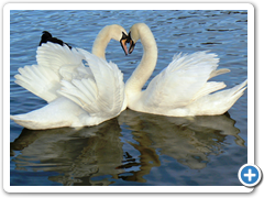 Swans in Springtime, The Lough Cork