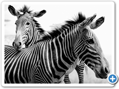 Zebras