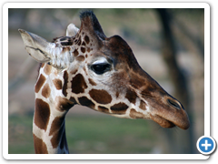 Giraffe in the Wild Animal Park in Escondido, CA