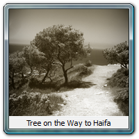 Tree on the Way to Haifa