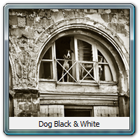 Dog Black & White