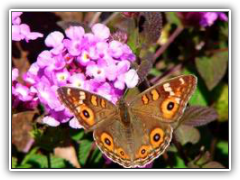 Butterfly on Lantana