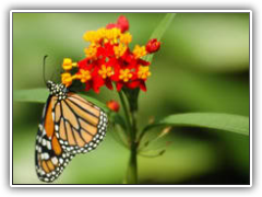 Butterfly Gardens: Classic Butterfly