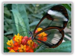 The wings-become-windows butterfly.