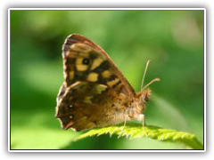Butterfly - Sydenham Hill Wood, South London, England