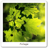 Foliage