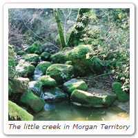 The little creek in Morgan Territory
