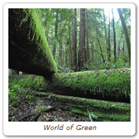 World of Green