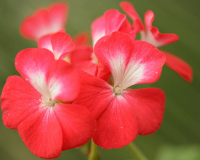 Red flowers