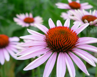 Flowers close-up in Folgaria (Italy)