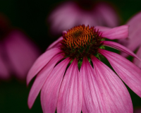 Pink flower