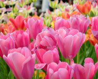 Flowers at Amsterdam