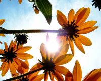 Flowers and Sun