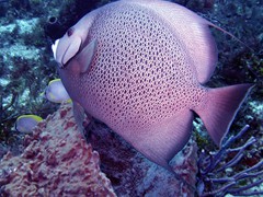 Grey angelfish