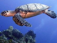 Sea turtle