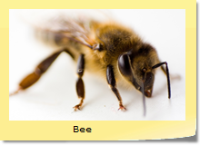 Bee