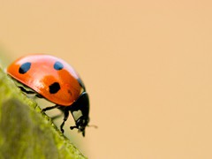 ladybird