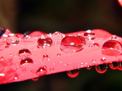 Water drops on leaf