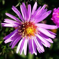 Chrysanthemums