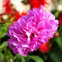 Pink dahlia