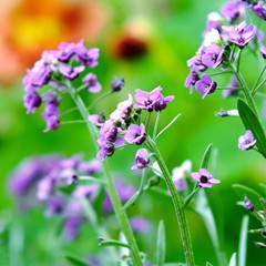 Purple flowers