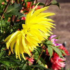 Yellow dahlia