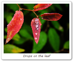 Drops on the leaf