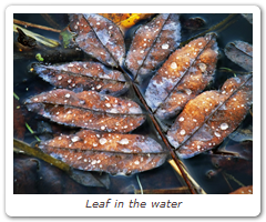 Leaf in the water