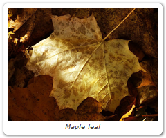 Maple leaf