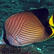 Chaetodon decussatus