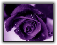 purple rose