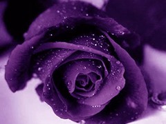 Purple rose