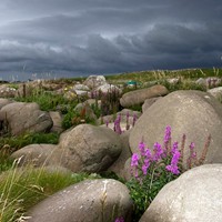 Stones and flowers
