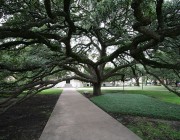 Century Tree at Texas A&M