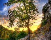 hdr tree