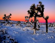 Joshua Trees in Winter