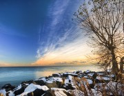 A Tree on the Rocks