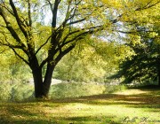 Mountain Dew Tree | Brandywine
