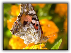 Red and Orange Butterfly on a yellow flower