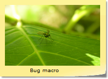 Bug macro