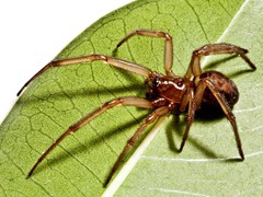 Arana - spider