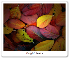 Bright leafs