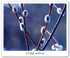 Violet willow