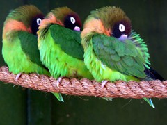 Birds - Africa Alive (Kessingland)