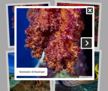 mobile image gallery jquery